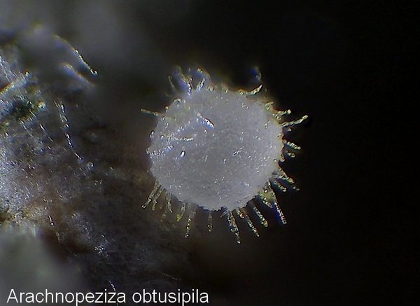  arachnopeziza obtusipila